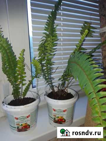 Папоротник Самара - изображение 1