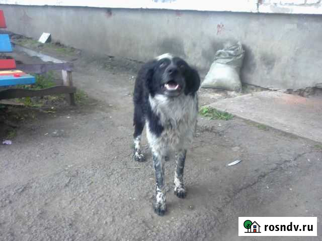 Кобель в хорошие руки Канск - изображение 1