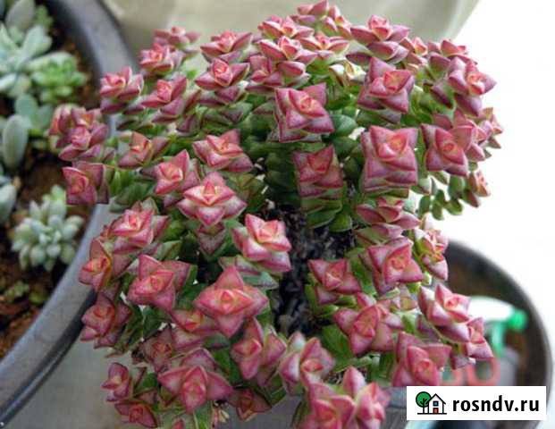 Крассулы, седумы, литопсы, орбея, эхевериии Измалково - изображение 1