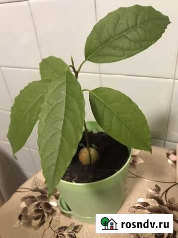 Авокадо Канск - изображение 1