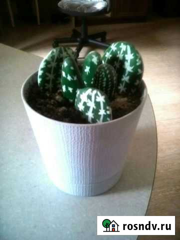 Декоративная композиция из кактусов в горшке Уфа - изображение 1