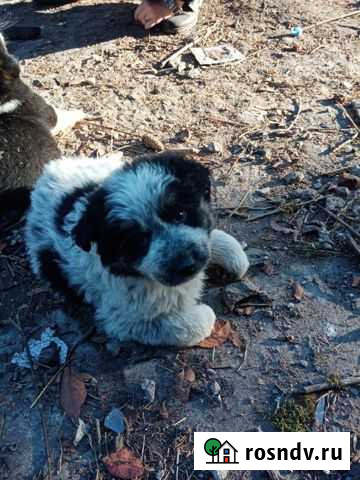 Щенки мальчики Железногорск - изображение 1