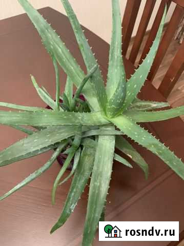 Алоэ Махачкала - изображение 1