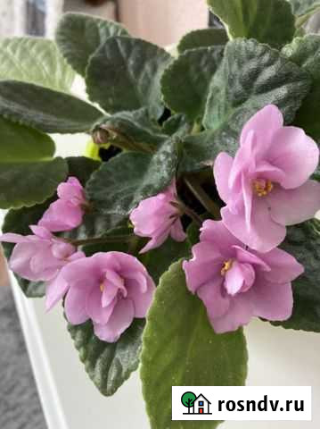 Фиалка, розовая, детки Нижний Новгород - изображение 1