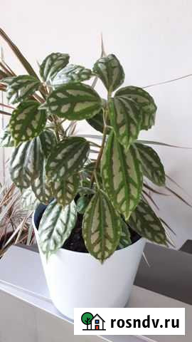 Цветы комнатные Пилея кадье Иркутск - изображение 1