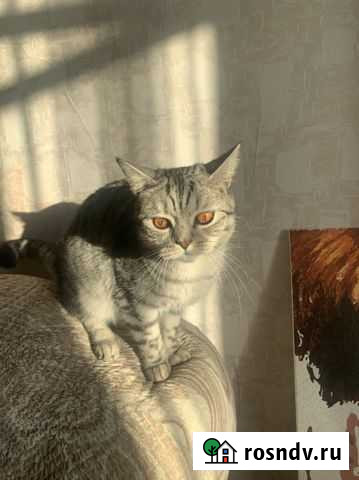 Шотландский кот Бор - изображение 1