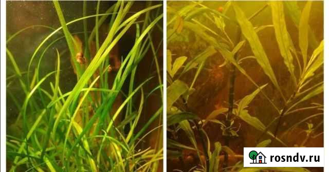 Растения Королев - изображение 1