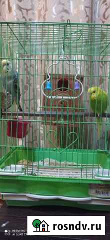 Волнистый попугай Черкесск - изображение 1