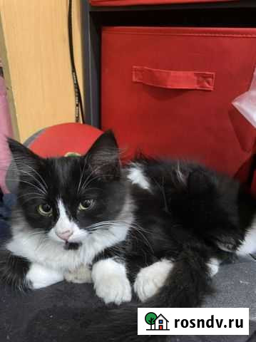 Котята бесплатно Воронеж - изображение 1