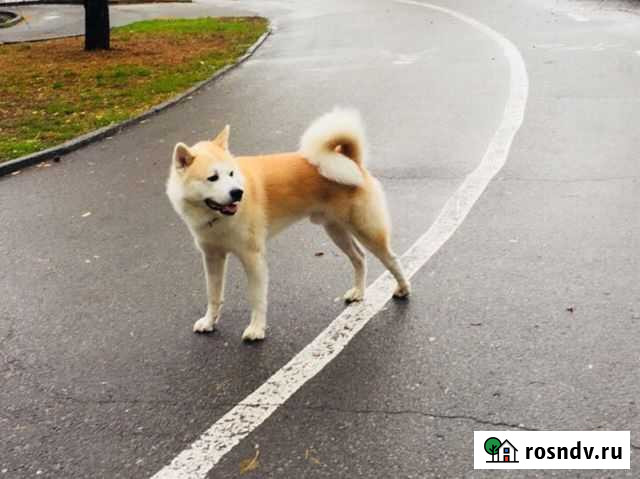 Акита, в поисках невесты :) Волгоград - изображение 1