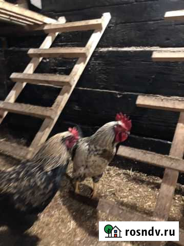 Петух Черемхово - изображение 1