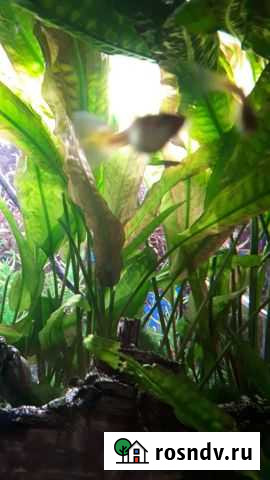 Криптокорина, анубиас нана для аквариума Тула - изображение 1