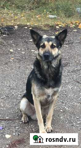 Ищем дом песику Бугульма - изображение 1