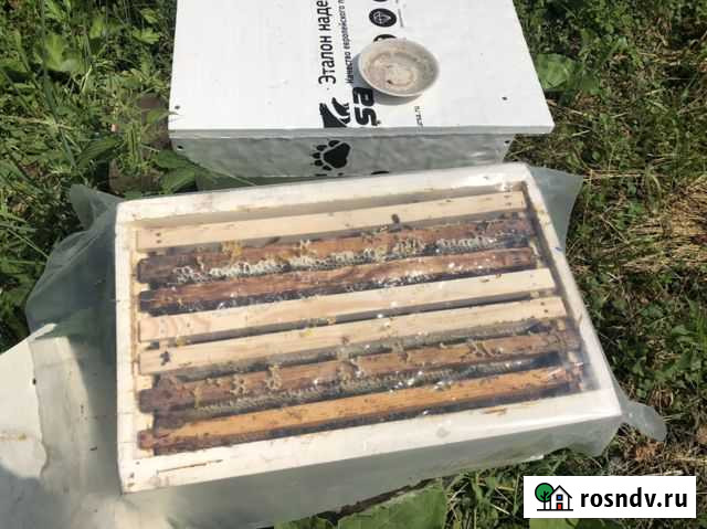 Пчёлы карпатка и бакфаст(от вароотолерантной матки Брянск - изображение 1