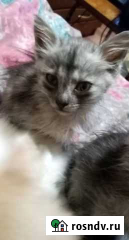 Котёнок в дом - счастье в дом Симферополь - изображение 1