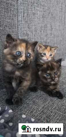 Кошка в дар Петропавловск-Камчатский - изображение 1