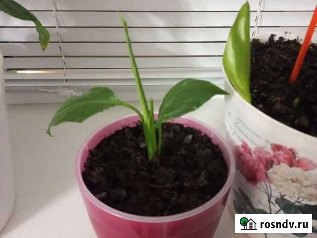 Спатифиллум Воронеж - изображение 1