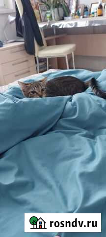 Кошка в дар Мытищи - изображение 1