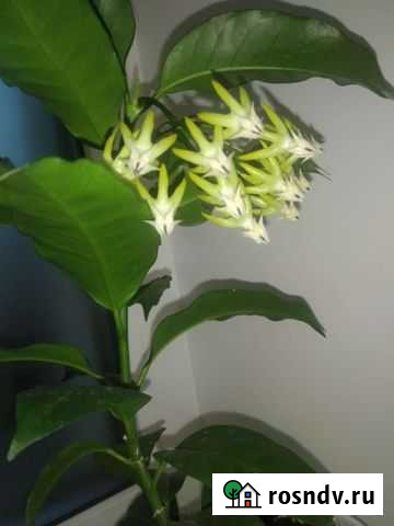 Комнатное растение Хоя Челябинск - изображение 1