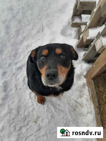 Собаки бесплатно в добрые руки Курган - изображение 1