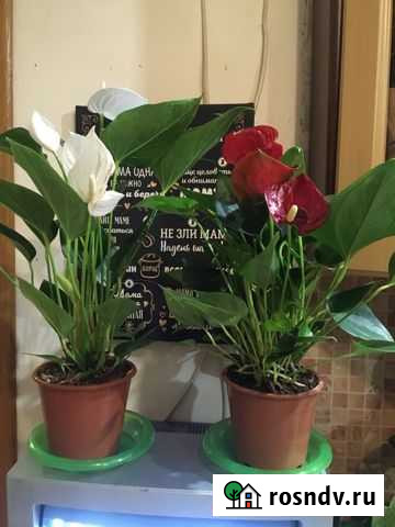 Антуриум Старая - изображение 1