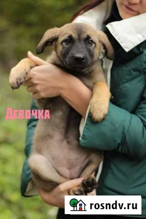 Щенки в добрые руки Серпухов - изображение 1