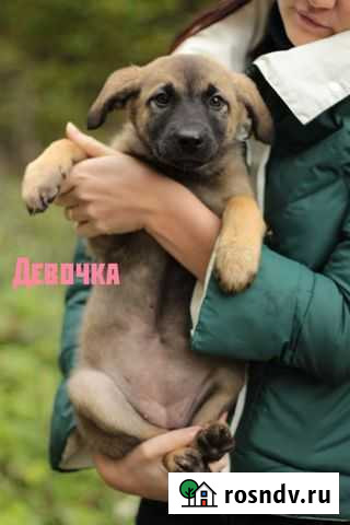 Щенки в добрые руки Серпухов - изображение 1