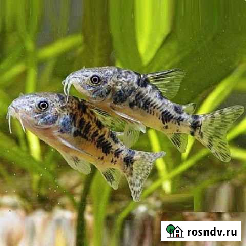 Аквариумные рыбки Сыктывкар - изображение 1