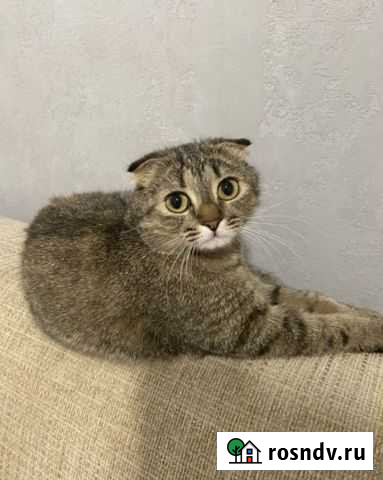 Вислоухая кошечка бесплатно Самара - изображение 1