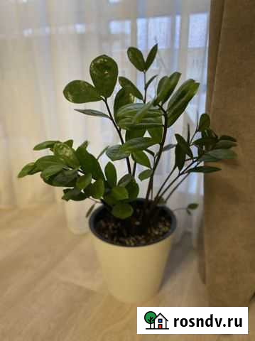 Замиокулькас Барнаул - изображение 1