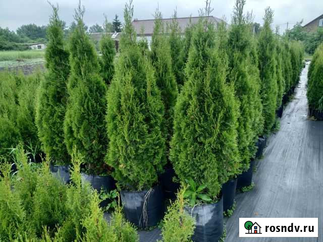 Туя смарагд, можжевельник скайрокет Новый Оскол - изображение 1