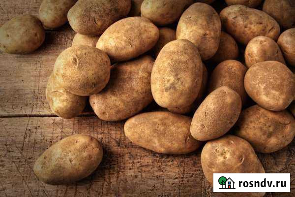 Картофель Рыбинск - изображение 1
