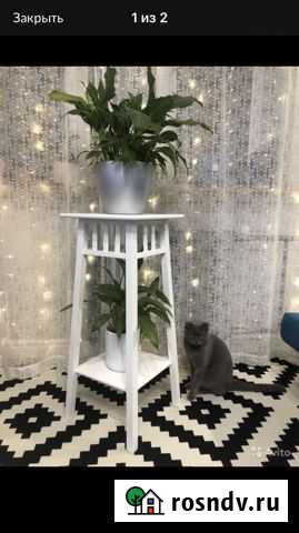 Британская кошка Сыктывкар - изображение 1