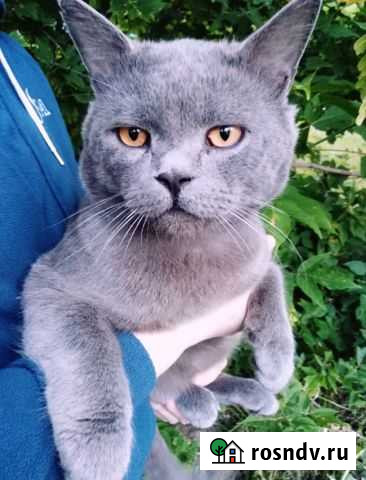 Молодой котик в поиске дома Чебоксары - изображение 1