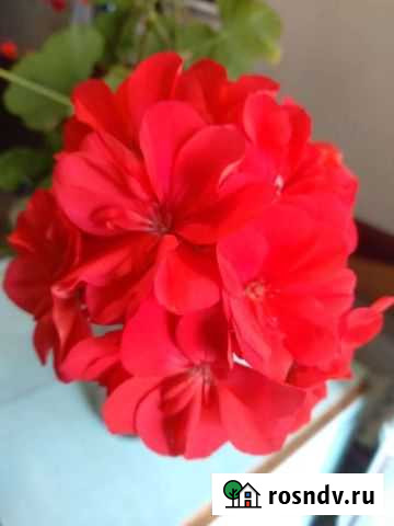 Пеларгония герань Екатеринбург - изображение 1