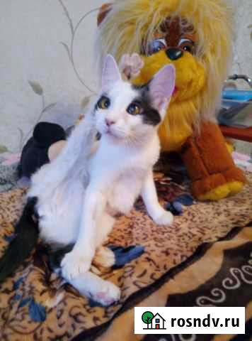 Маленькая кошечка Старый Оскол - изображение 1