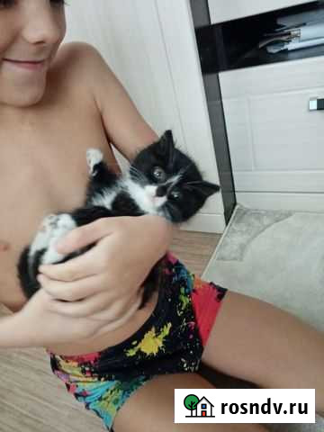 Отдам котенка Улан-Удэ - изображение 1