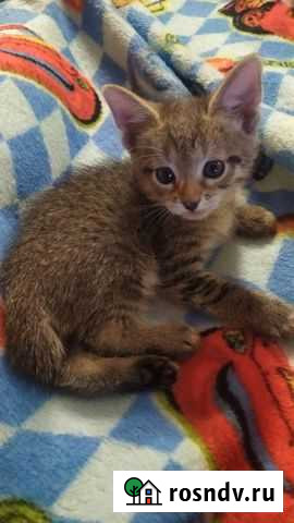 Кошка Ярославль - изображение 1