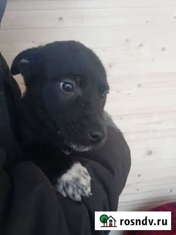 Щенок в добрые руки Балахна - изображение 1