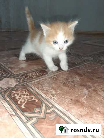 Домашние животные кошки Чебоксары - изображение 1