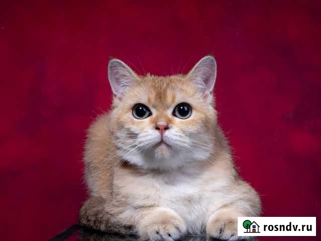 Шотладский кот золотой тикированный Санкт-Петербург - изображение 1