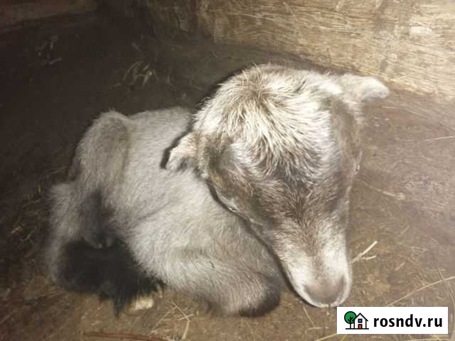 Козы и козлики чехи, ламанчи, альпийские, зааненск Острогожск - изображение 1