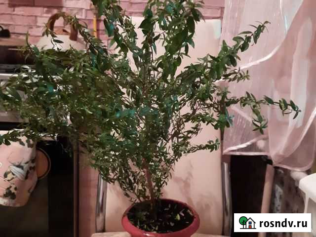 Миртовое дерево Тула - изображение 1