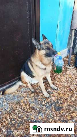 Немецкая овчарка ждёт невесту для потомства Прохоровка - изображение 1