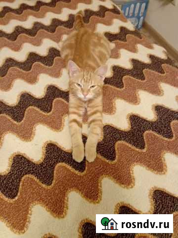 Ласковый котёнок Балашиха - изображение 1