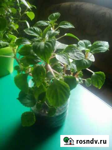 Бальзамины махровые взрослые Улан-Удэ - изображение 1