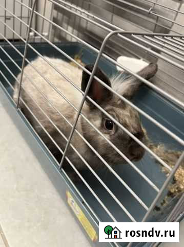 Отдам крольчиху в добрые руки Краснодар - изображение 1