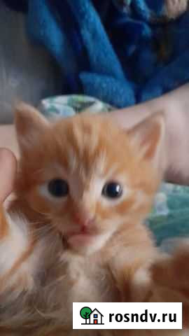 Кошка Хабаровск - изображение 1