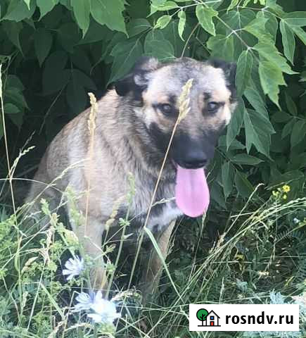 Ищем дом собачке Бугульма - изображение 1