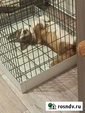 Клетка для собаки Борисоглебск - изображение 1